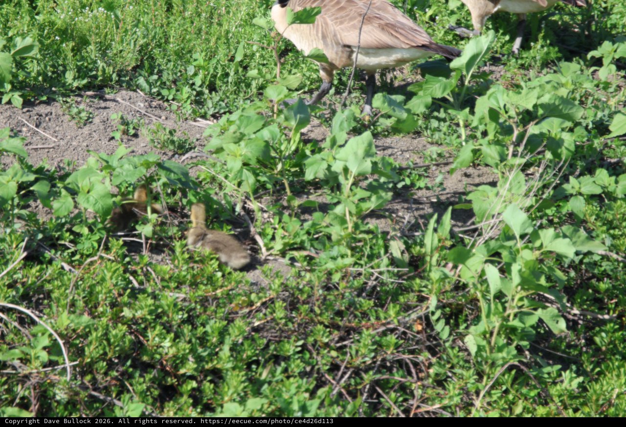 Canada Goose Family Foraging in Wetland Vegetation