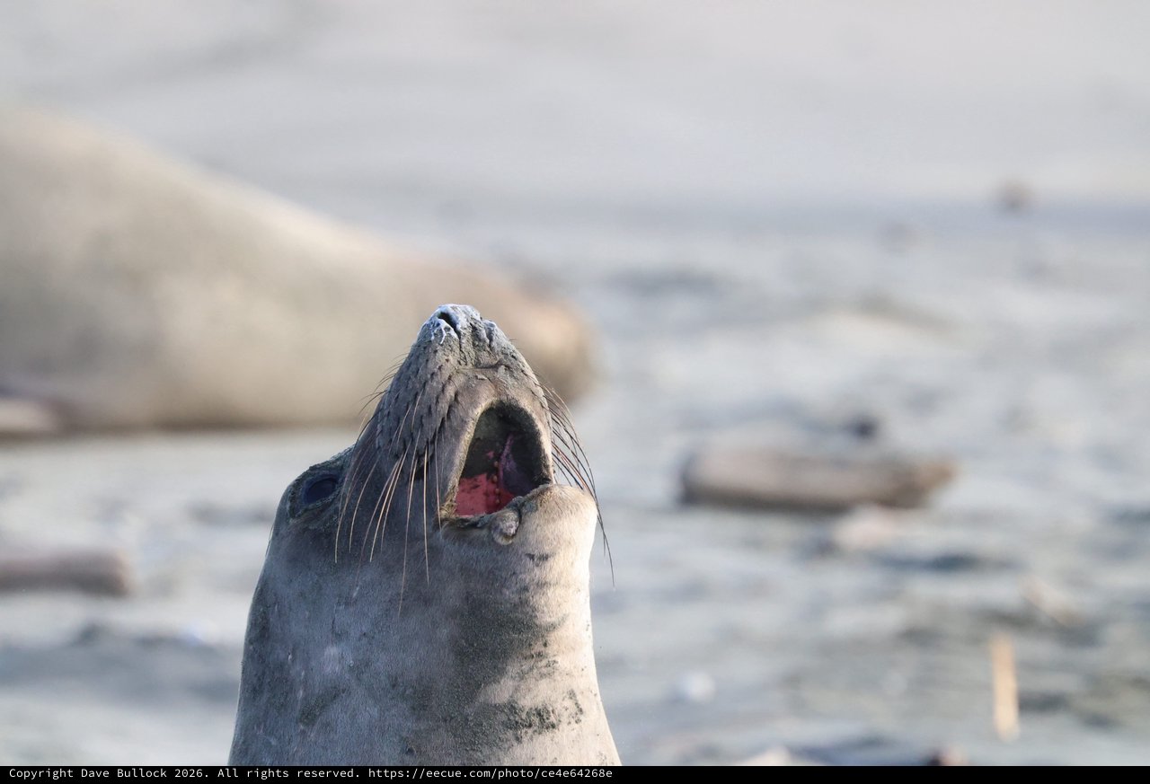 Elephant Seal Pup Calling Out at Drakes Beach