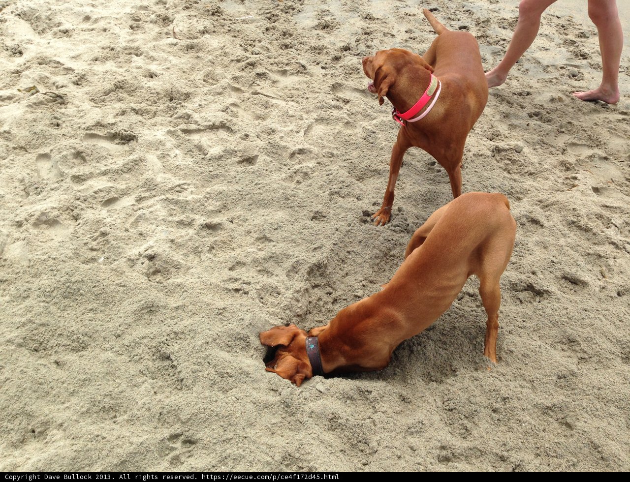 Canine Beach Buddies