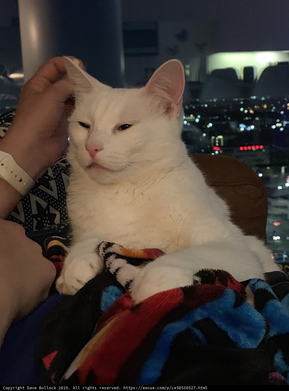 White Cat Takes a Nap on a Human's Lap