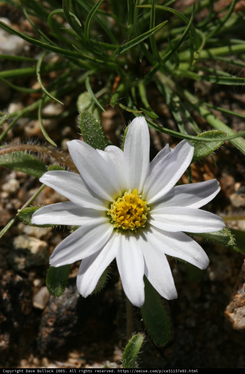 White Daisy in Bloom