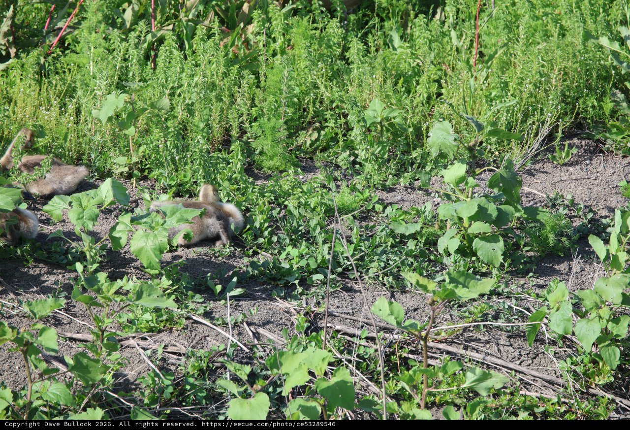 Ducklings Foraging Among Garden Vegetation and Cover Crops
