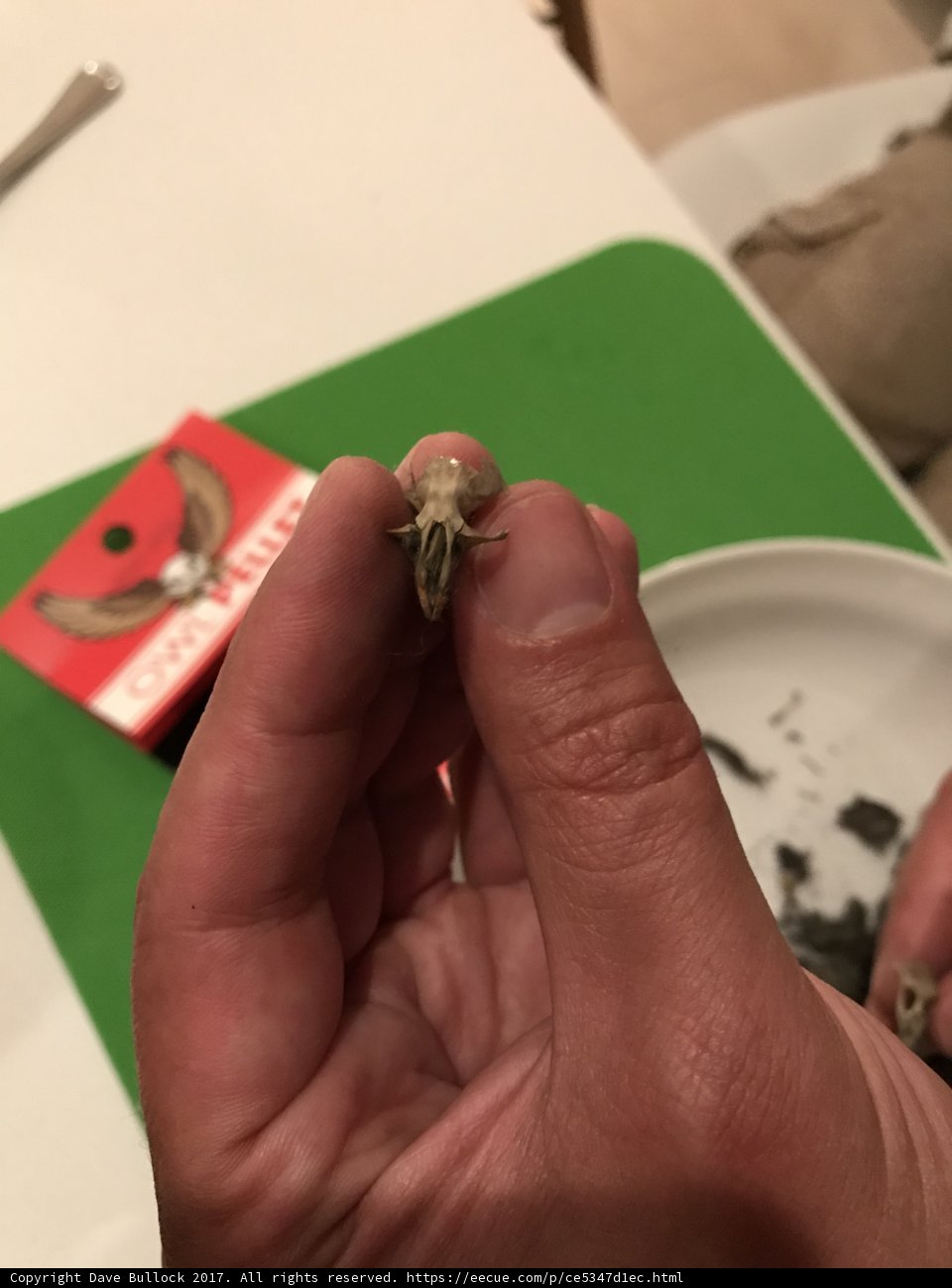 Tiny Visitor