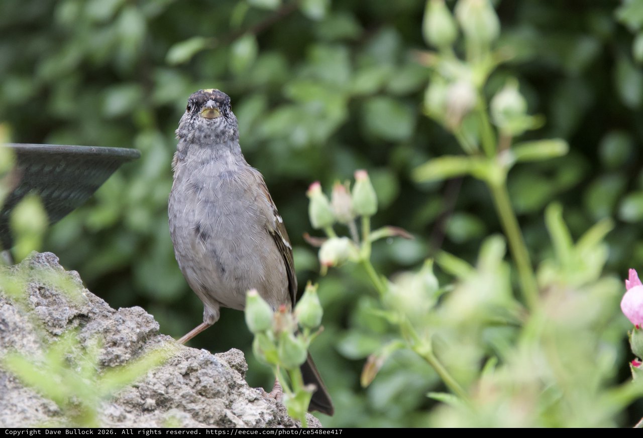 Gray Bird Perched on Lichen-Covered Stone in Garden