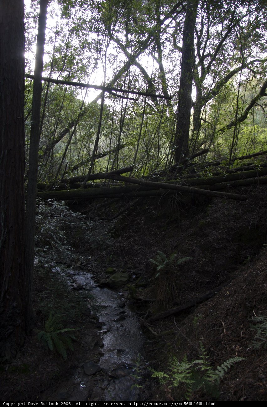 Serene Stream in a Vibrant Forest