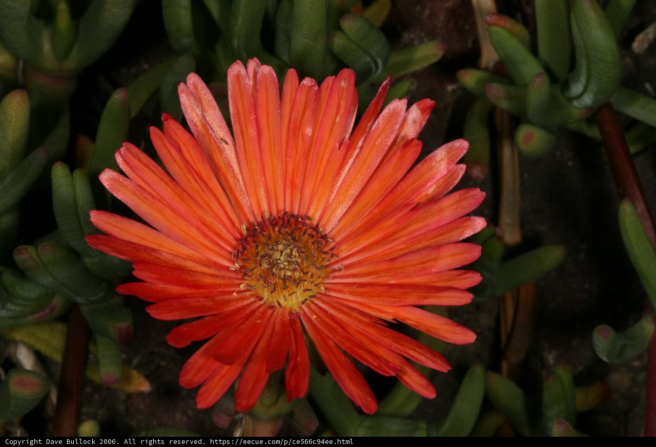 Lone Orange Daisy
