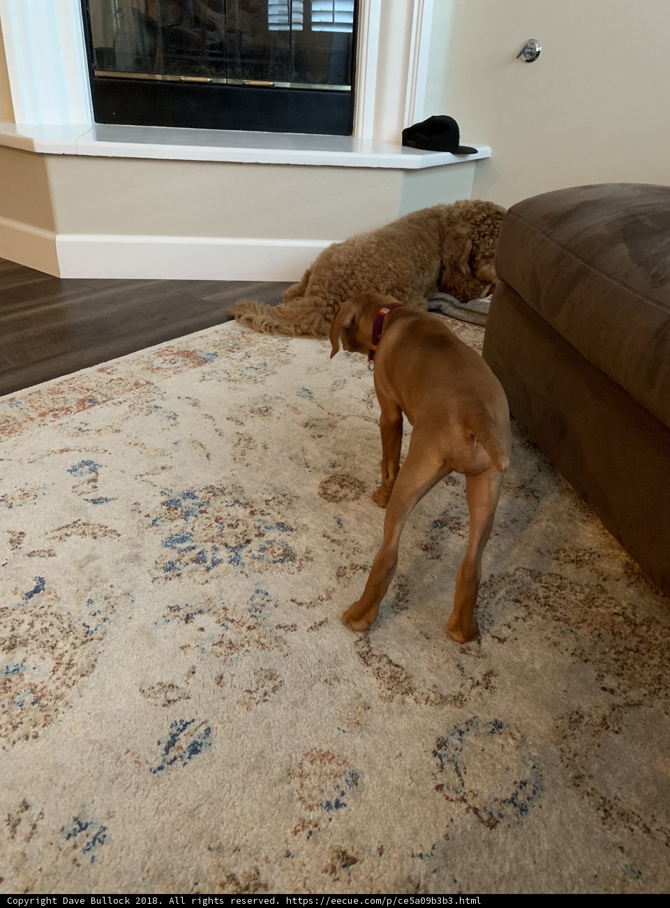 Paws on Plywood