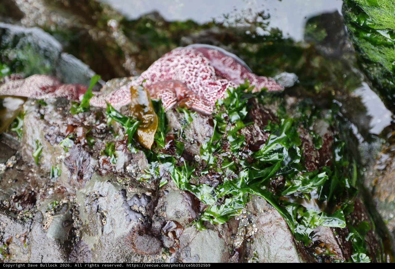 Pink Sea Star Resting Among Intertidal Seaweed