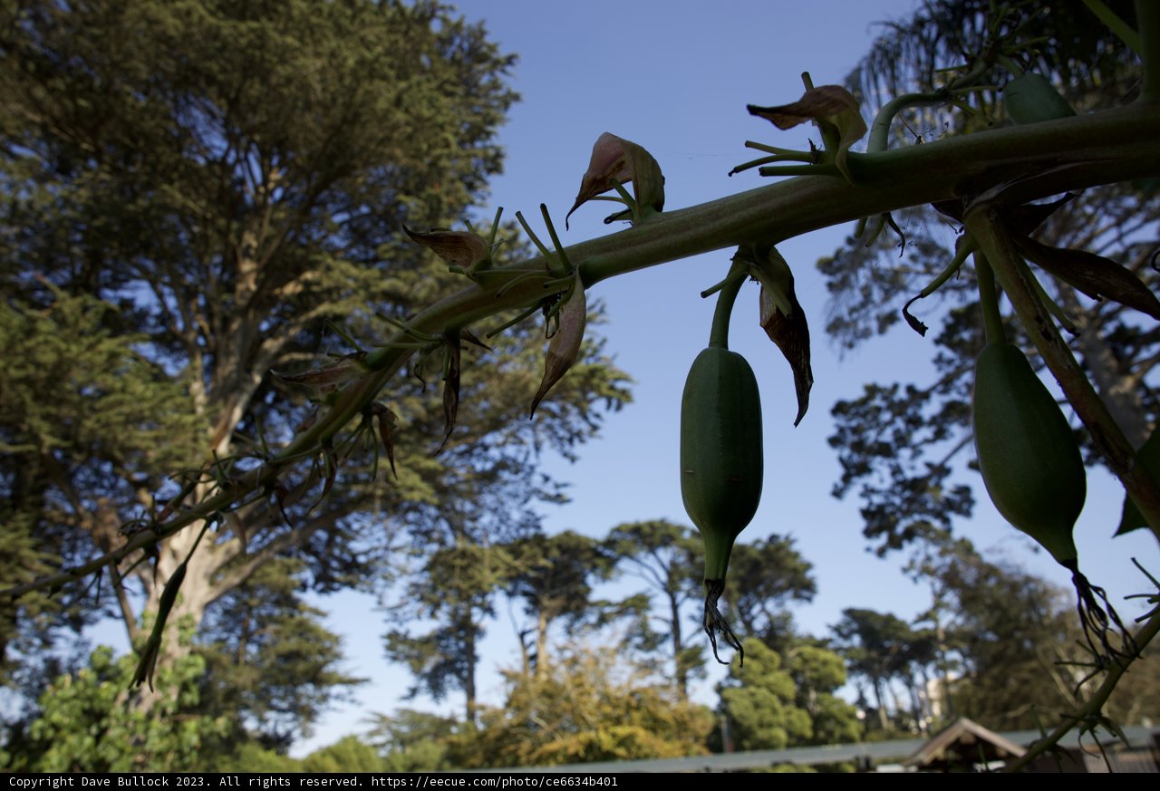 Radiance in the Botanical Garden
