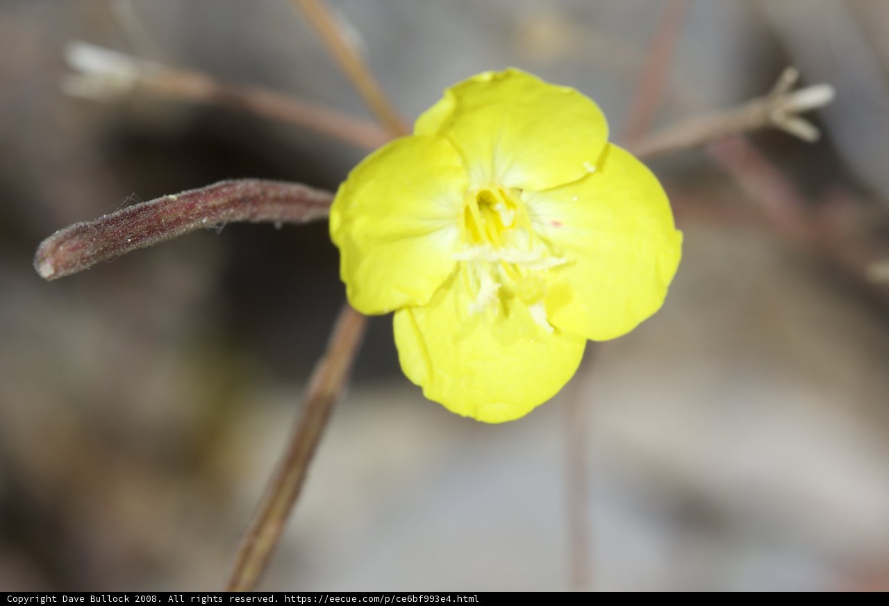 Desert Geranium