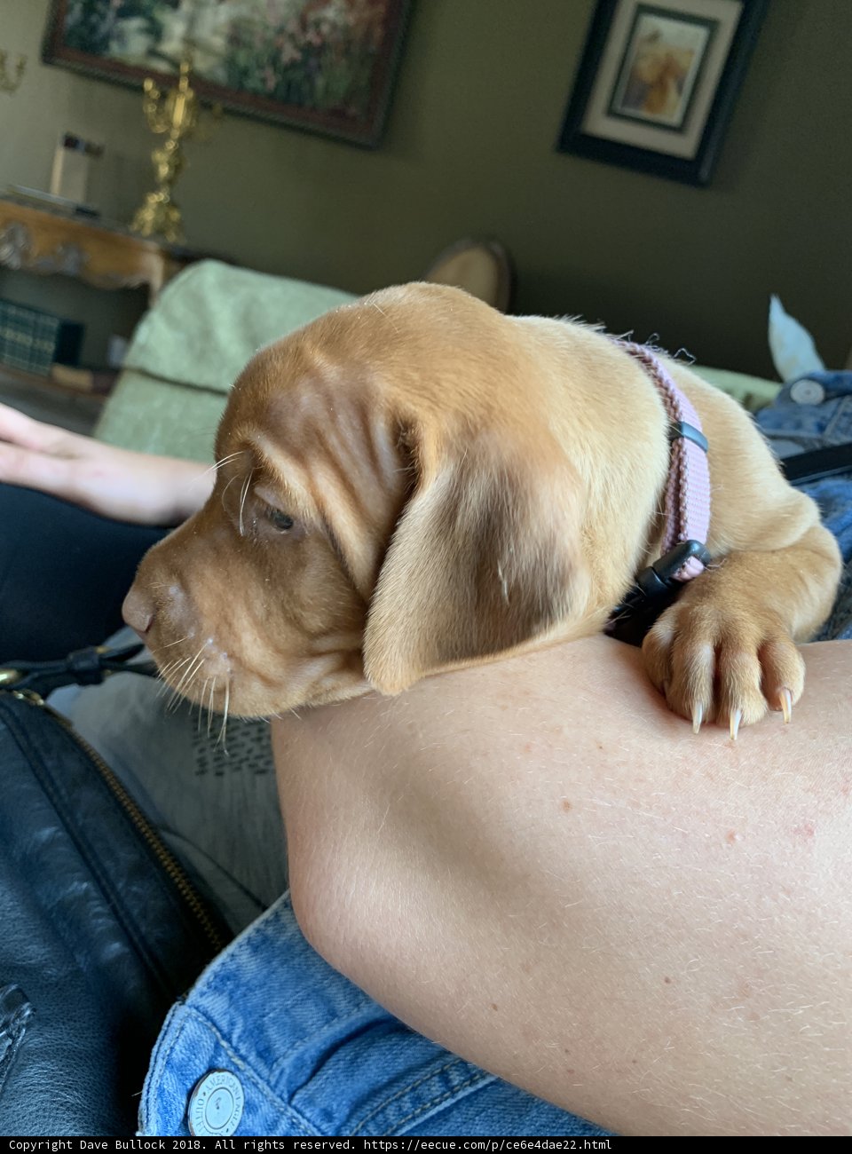 Puppy Nap Time