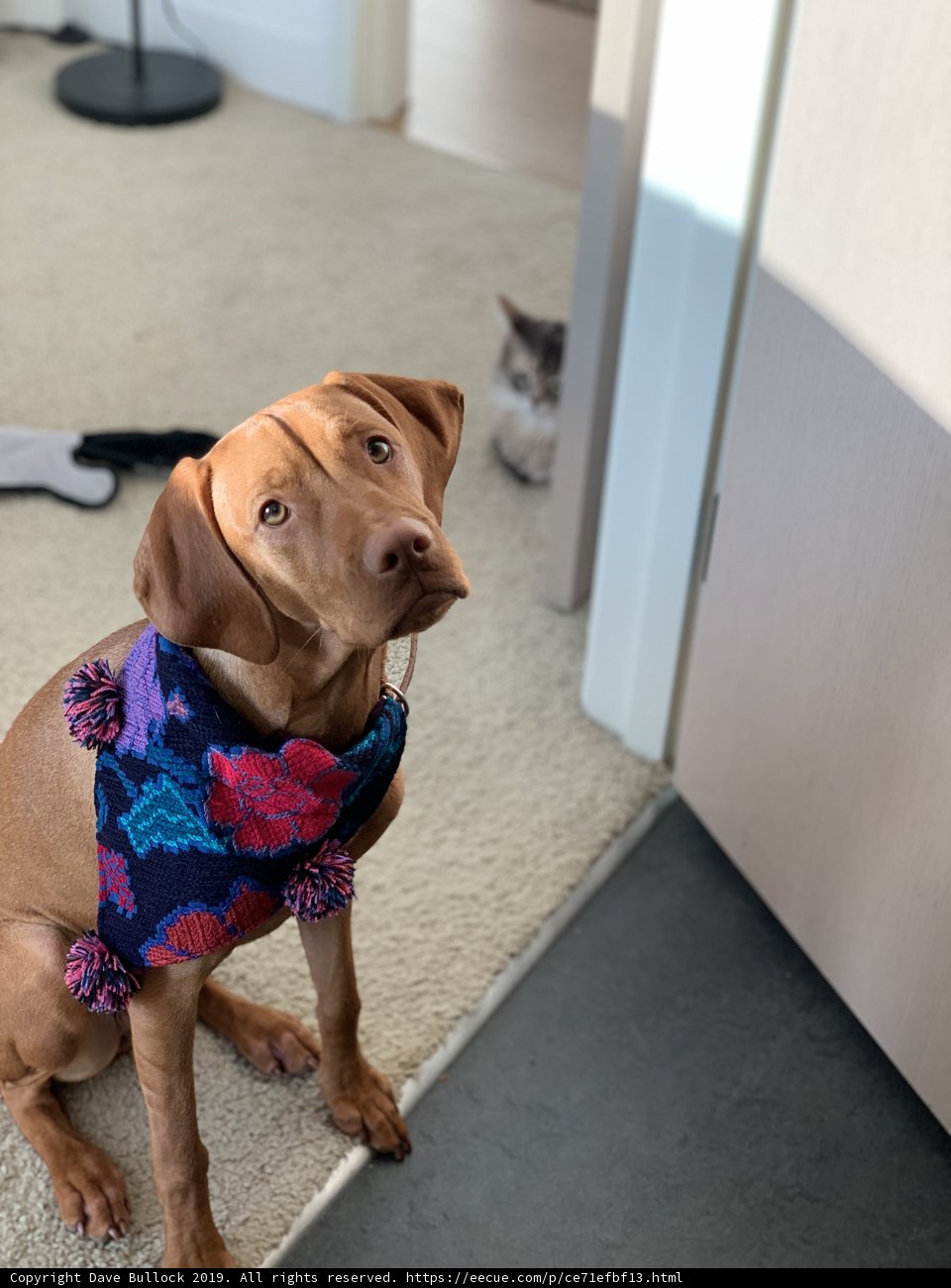 Colorful Scarf Hound