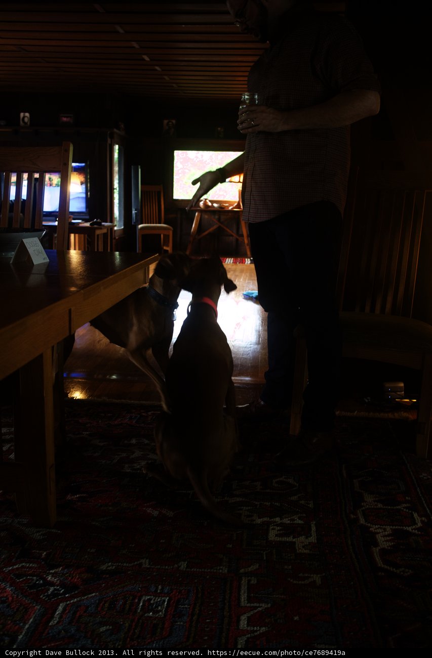 Man and his loyal companion in a cozy living room