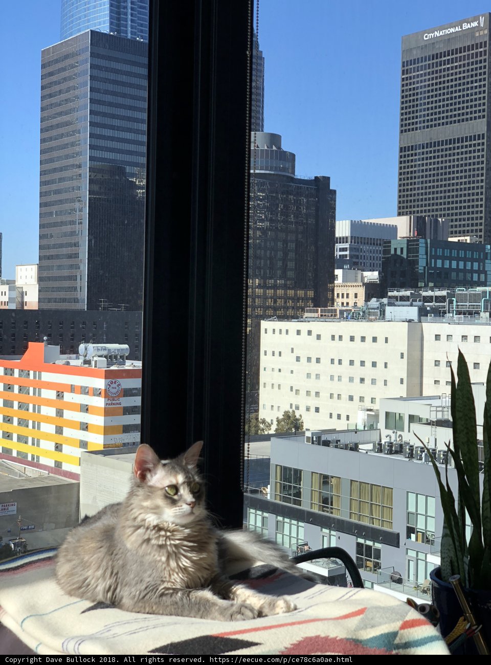 City Cat Contemplations