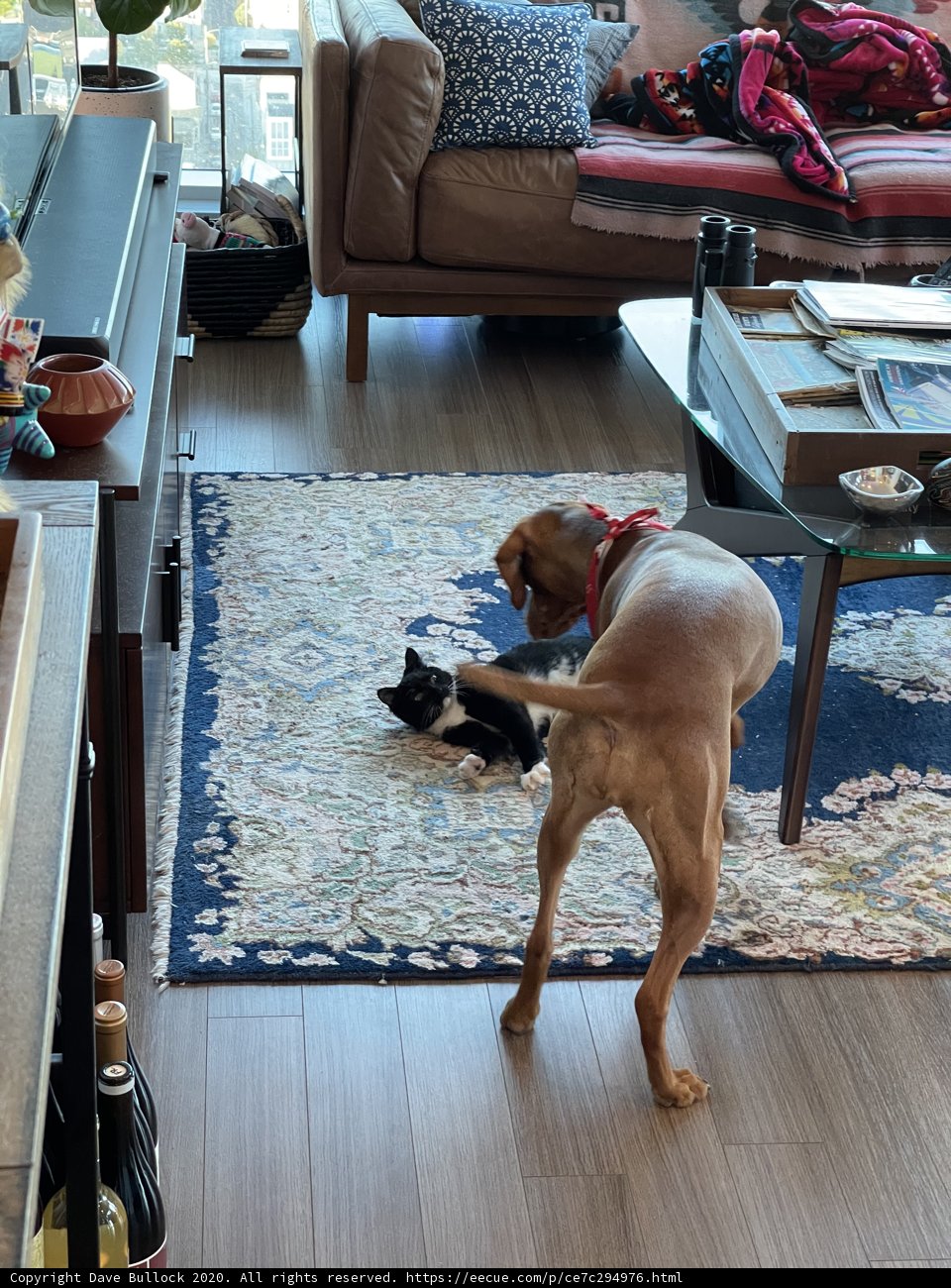 Furry Friends at Play in a Cozy Living Room