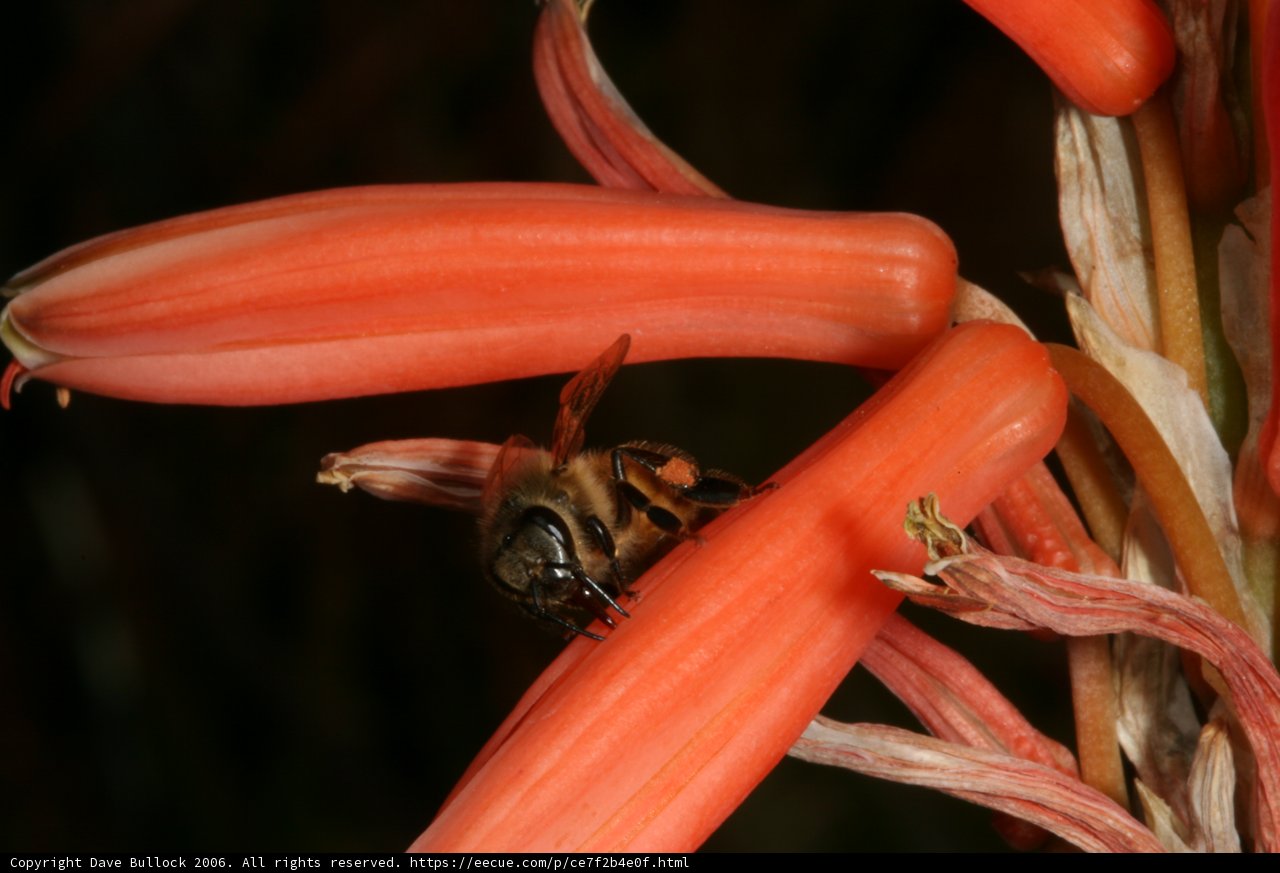Bee among the petals
