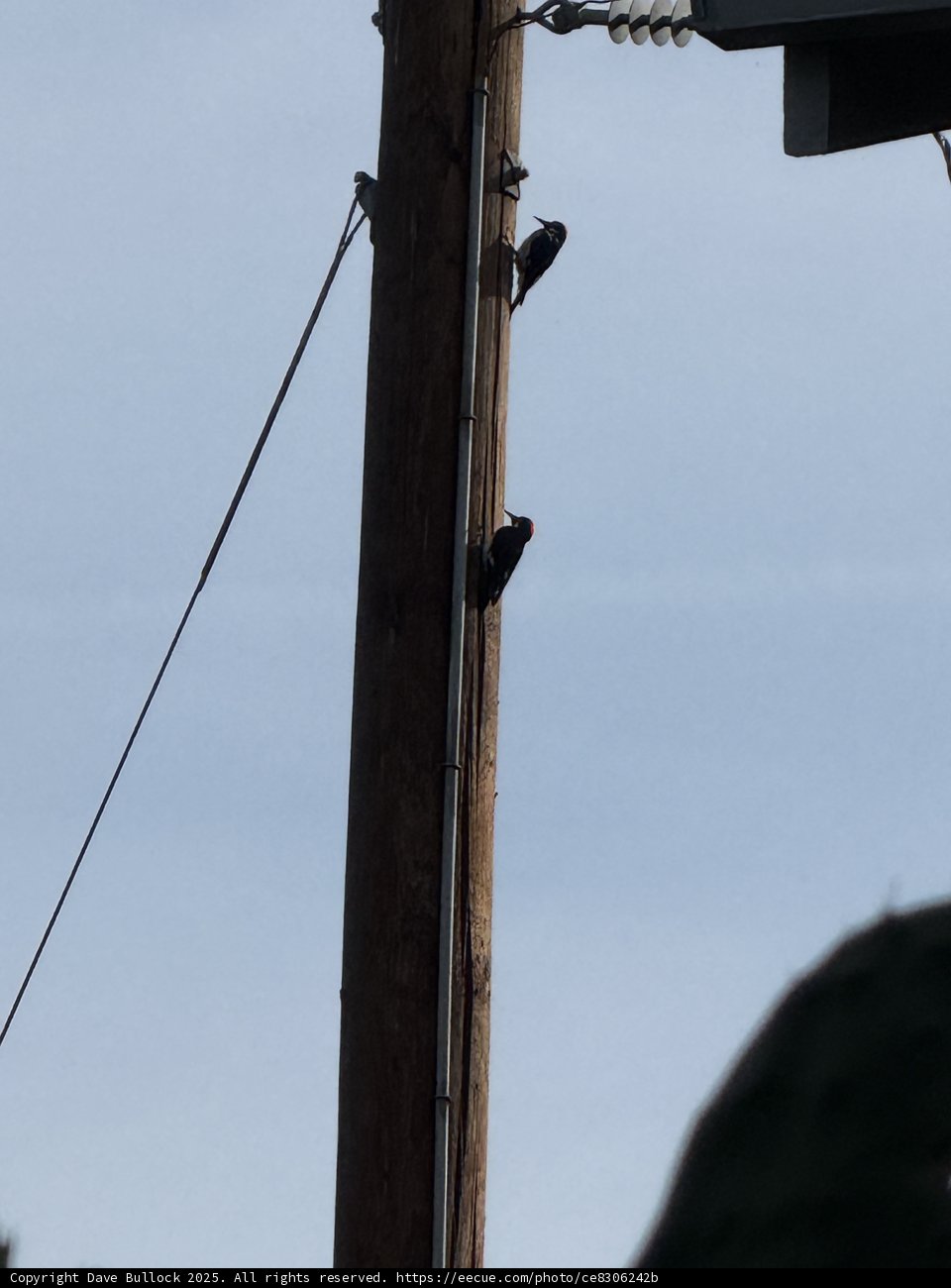 Birds on a Line