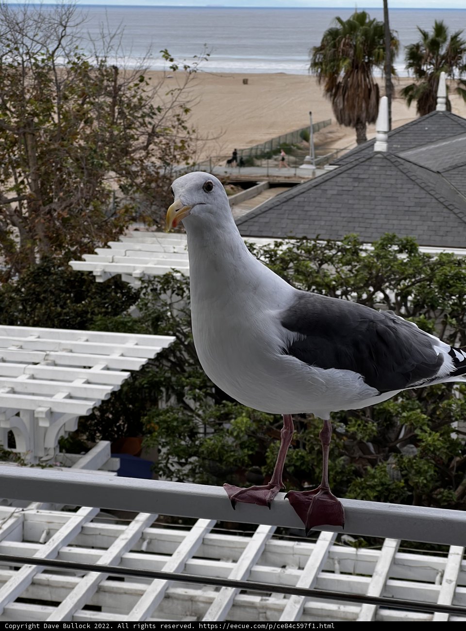 Rooftop Seagull
