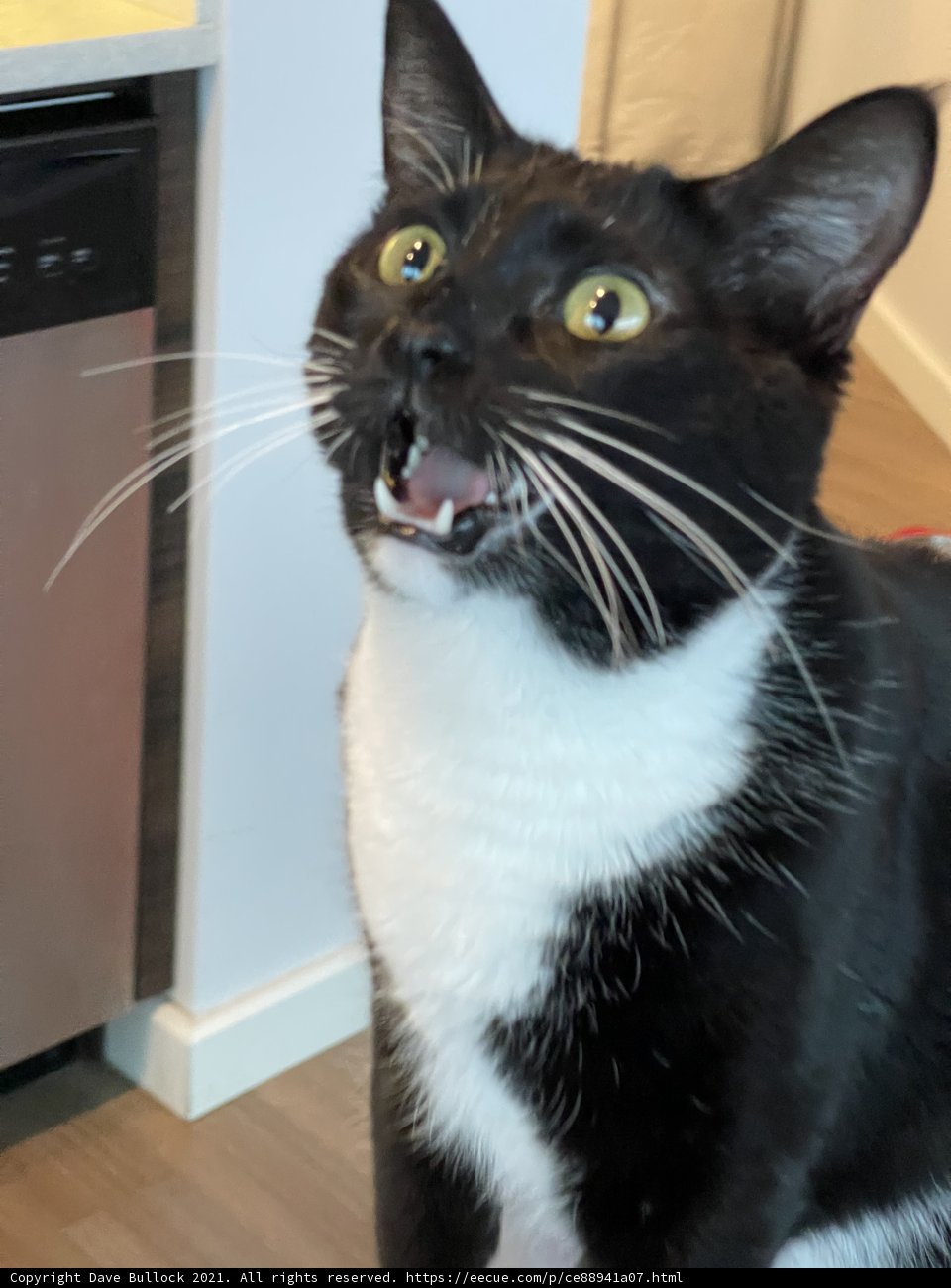 Vocal Feline