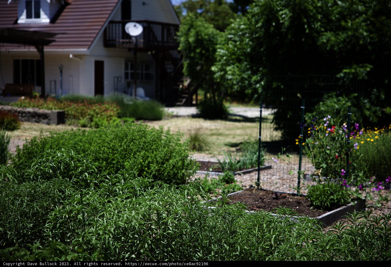 Serene Garden Sanctuary