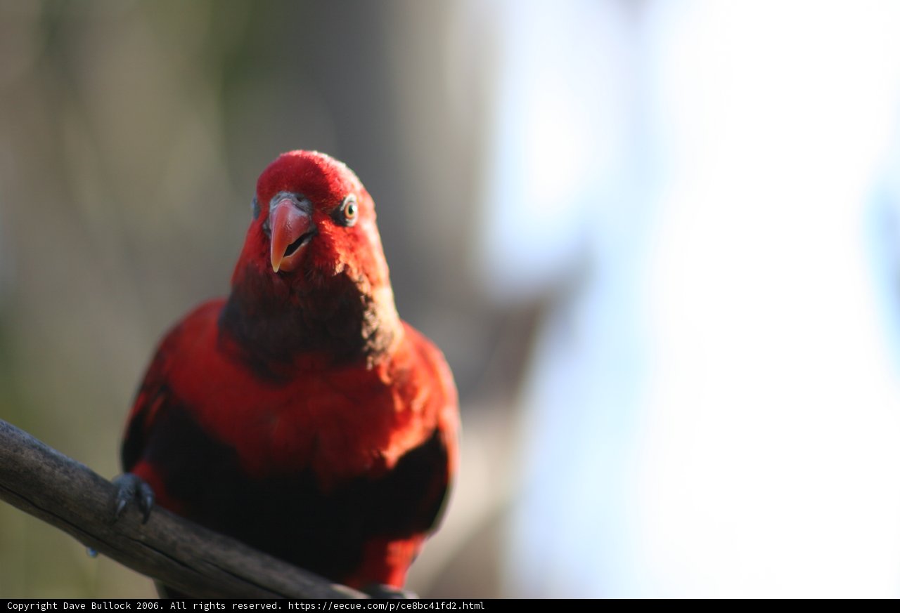 Red bird perched on a branch