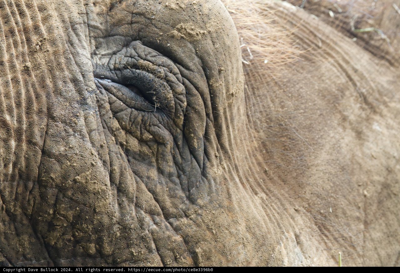 Gentle Gaze: Close-Up of an Elephant at Honolulu Zoo