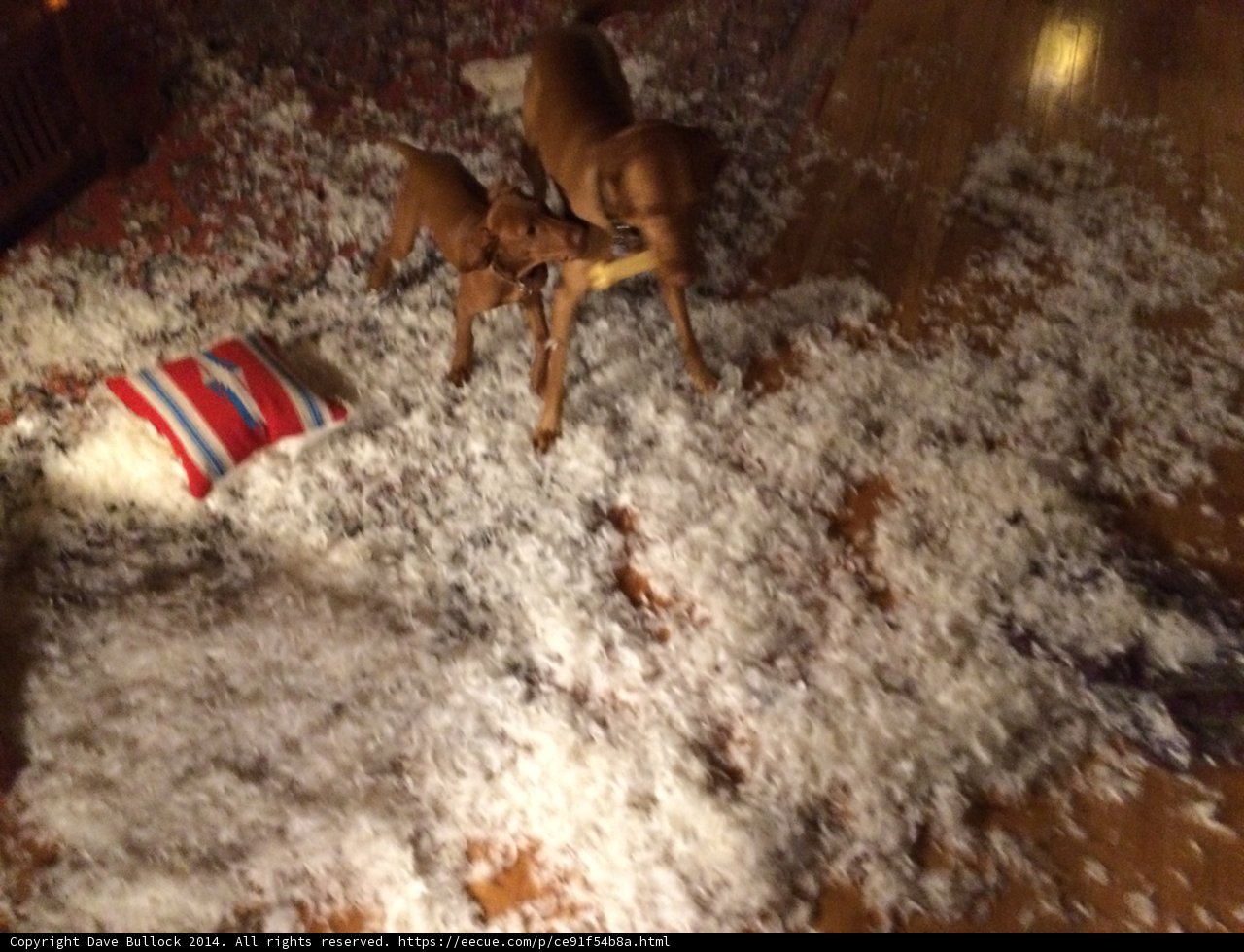 Puppies Playing in a Shredded Paper Party
