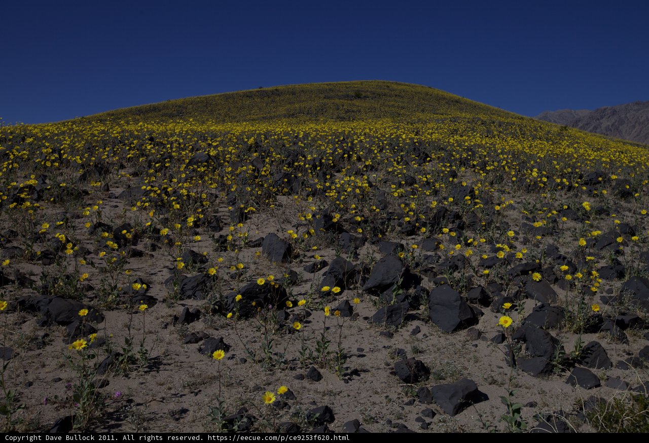 Sunny Yellow Flower Field in the Desert