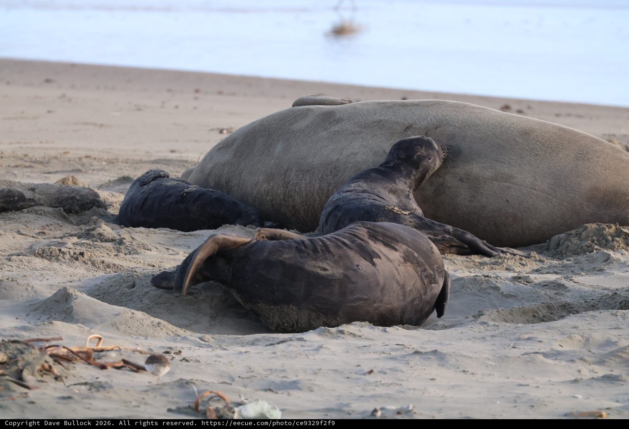Northern Elephant Seal Mother and Newborn Pup at Rest