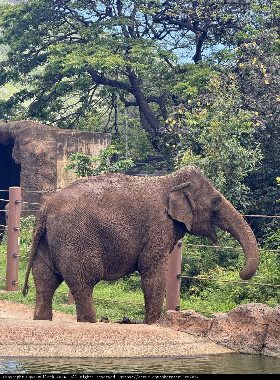 Majestic Moment at Honolulu Zoo