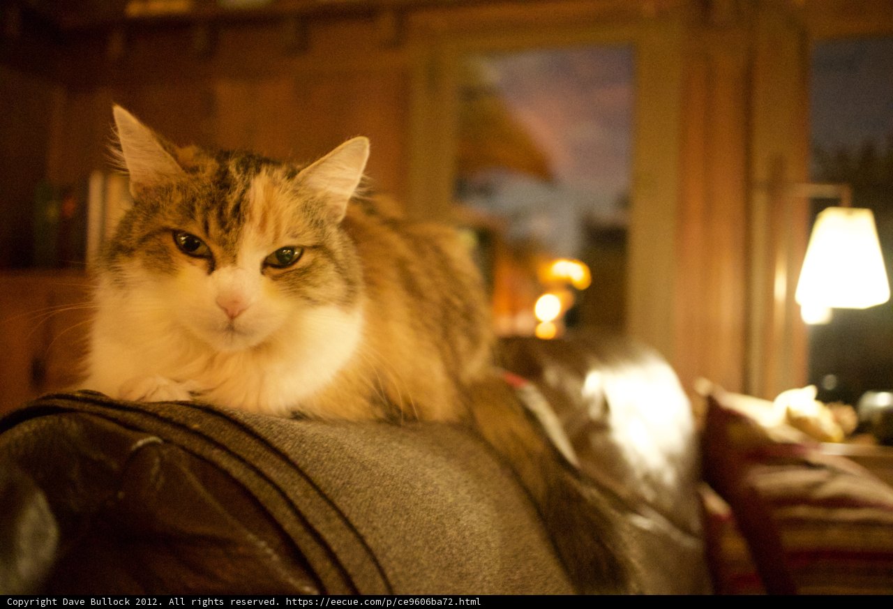 The Couch Companion