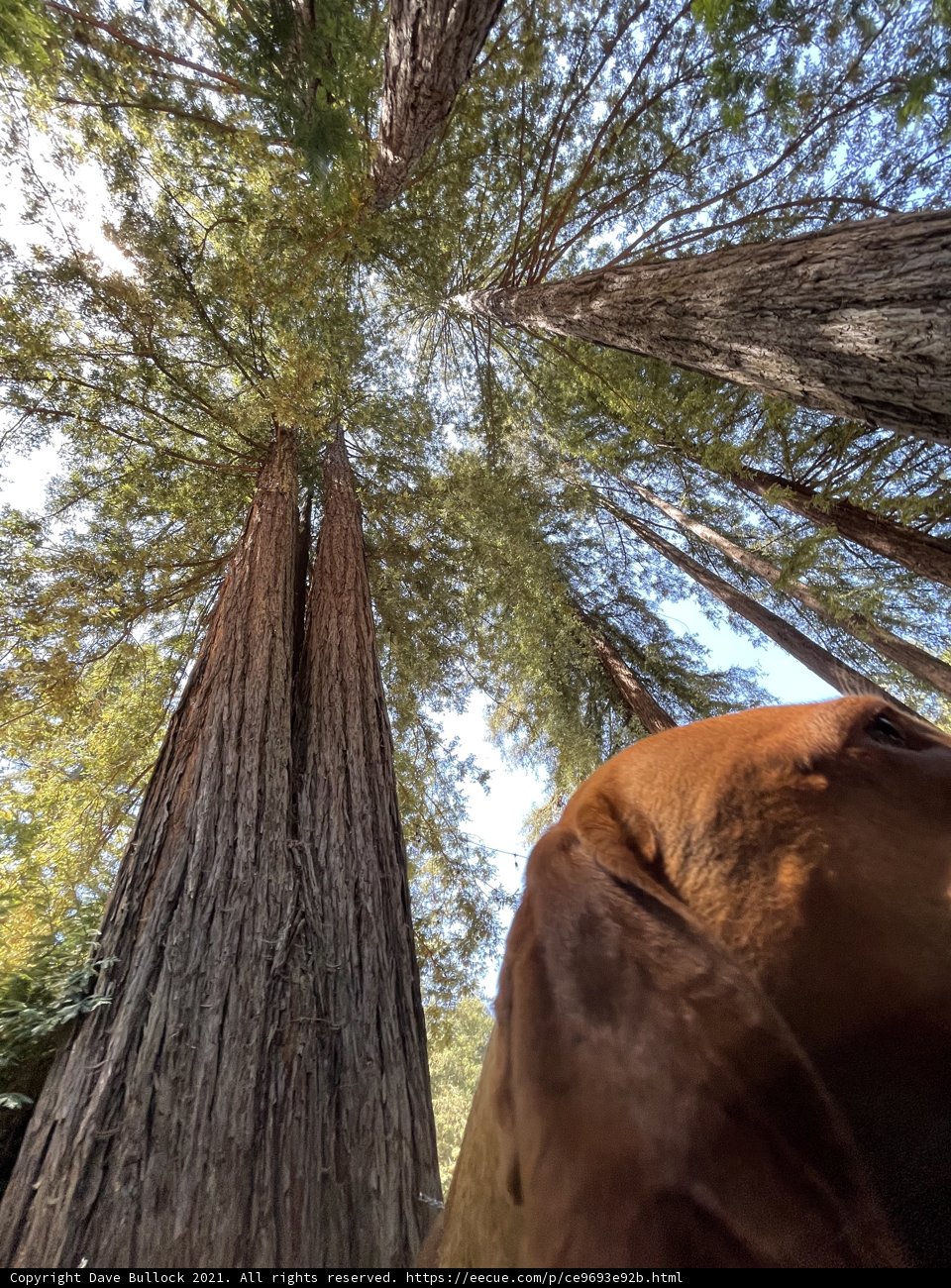A Canine's View of the Majestic Sequoias