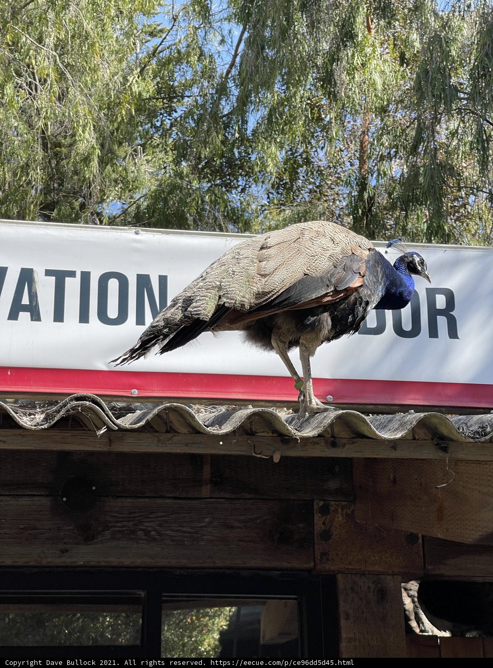 Majestic Peacock on San Francisco Rooftop