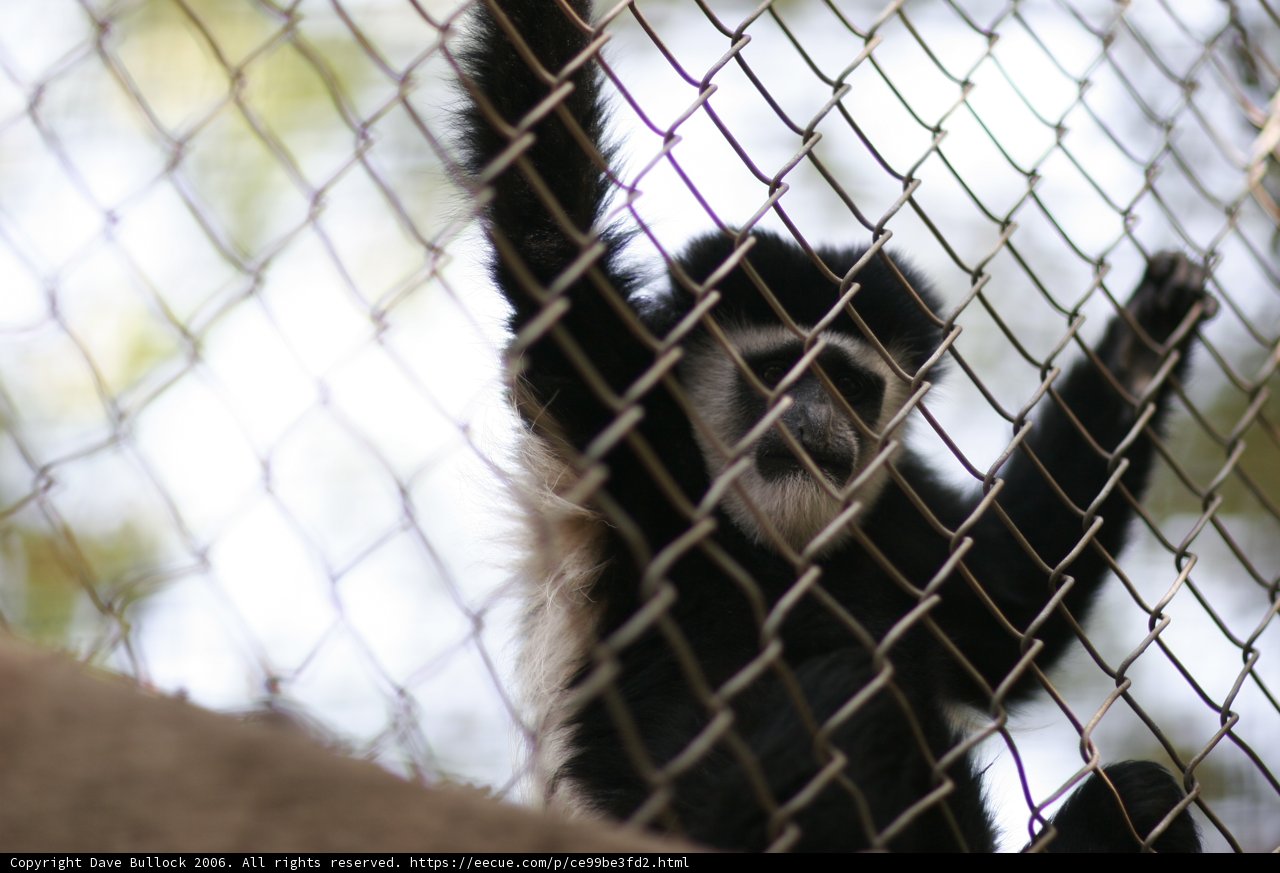 Monkeying Around at the Zoo Fence