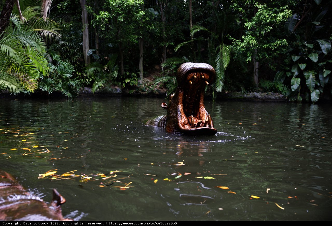 The Mesmerizing Hippo Encounter