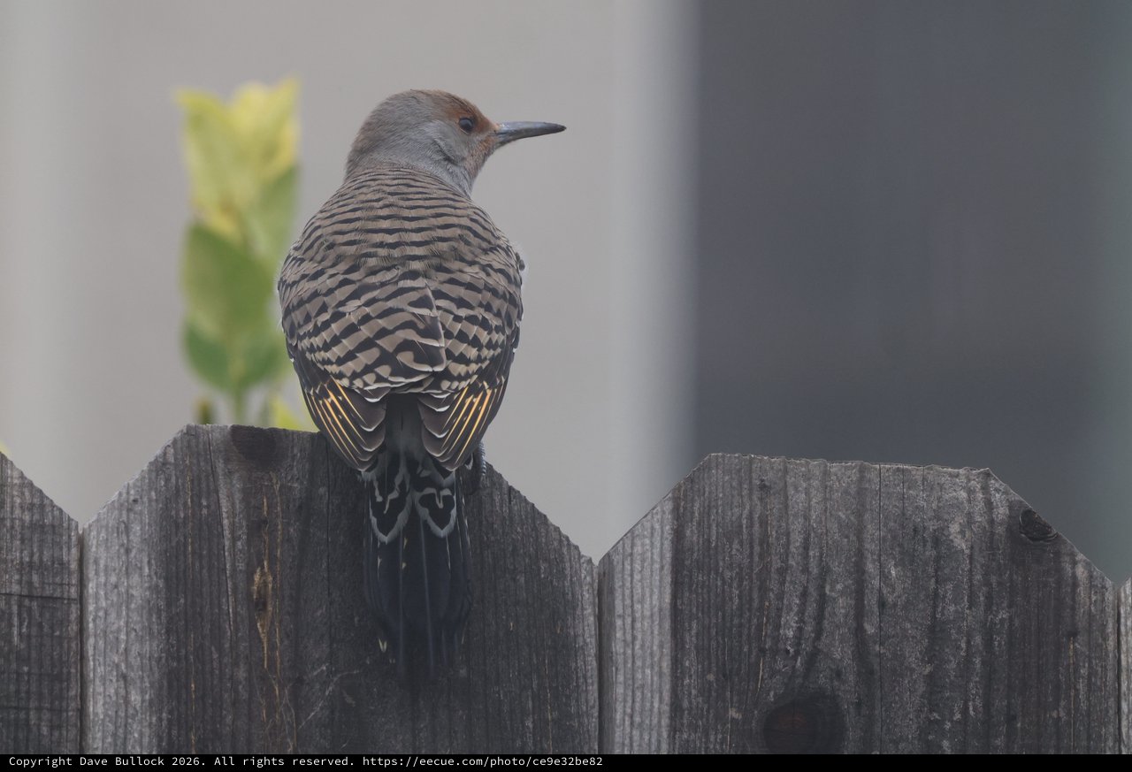 Northern Flicker Perched on Weathered Wooden Fence