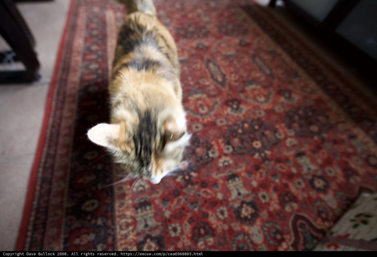 Feline Flooring Fashion