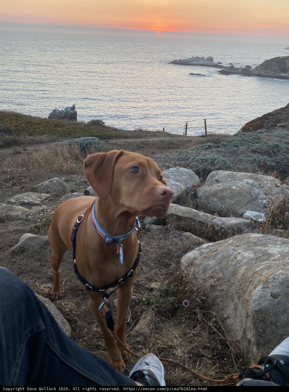 Rock-Sitting Vizsla