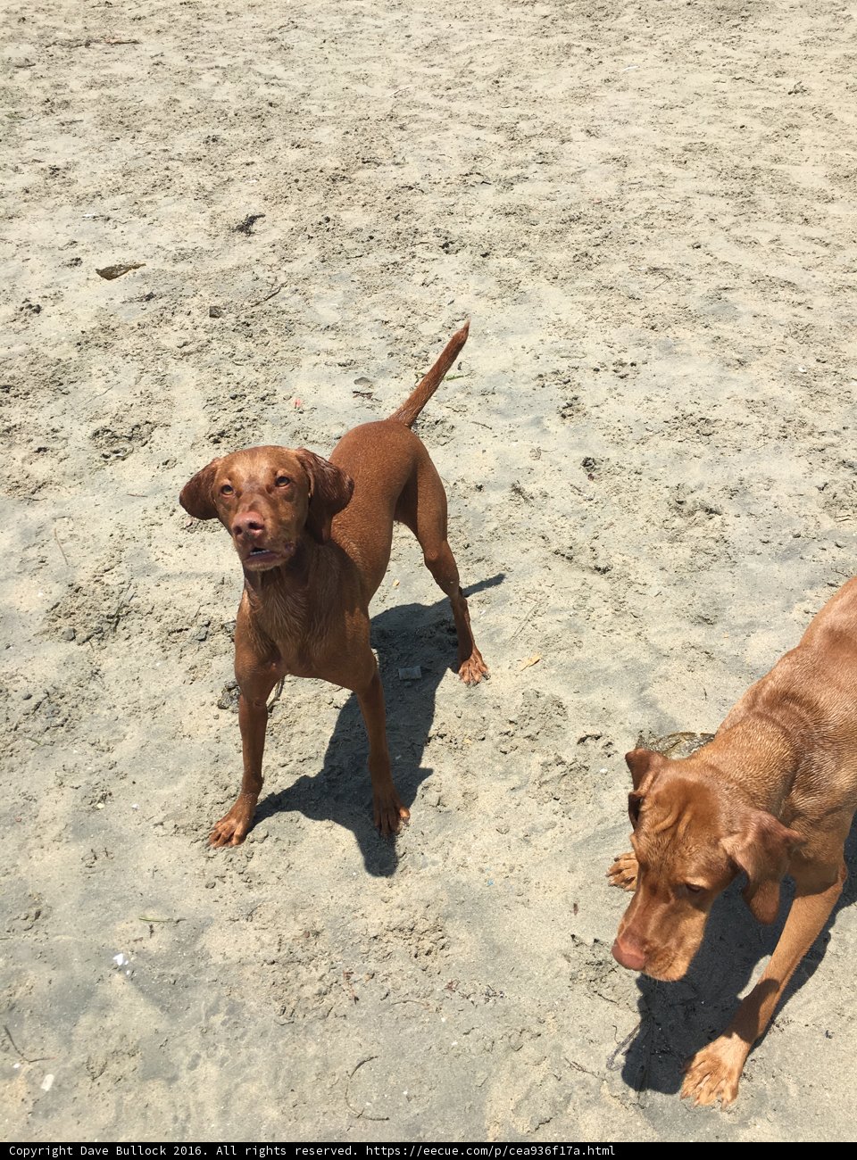 Two Dogs Enjoying a Day at the Beach