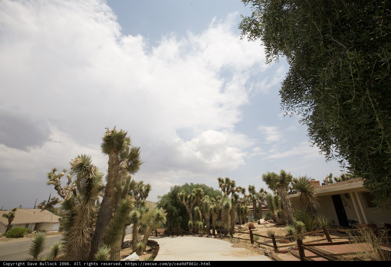 A Scenic Walk Through the Joshua Tree Forest