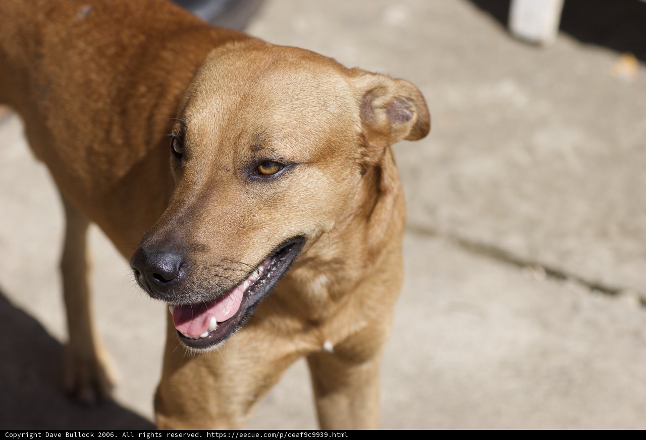 Happy Hound