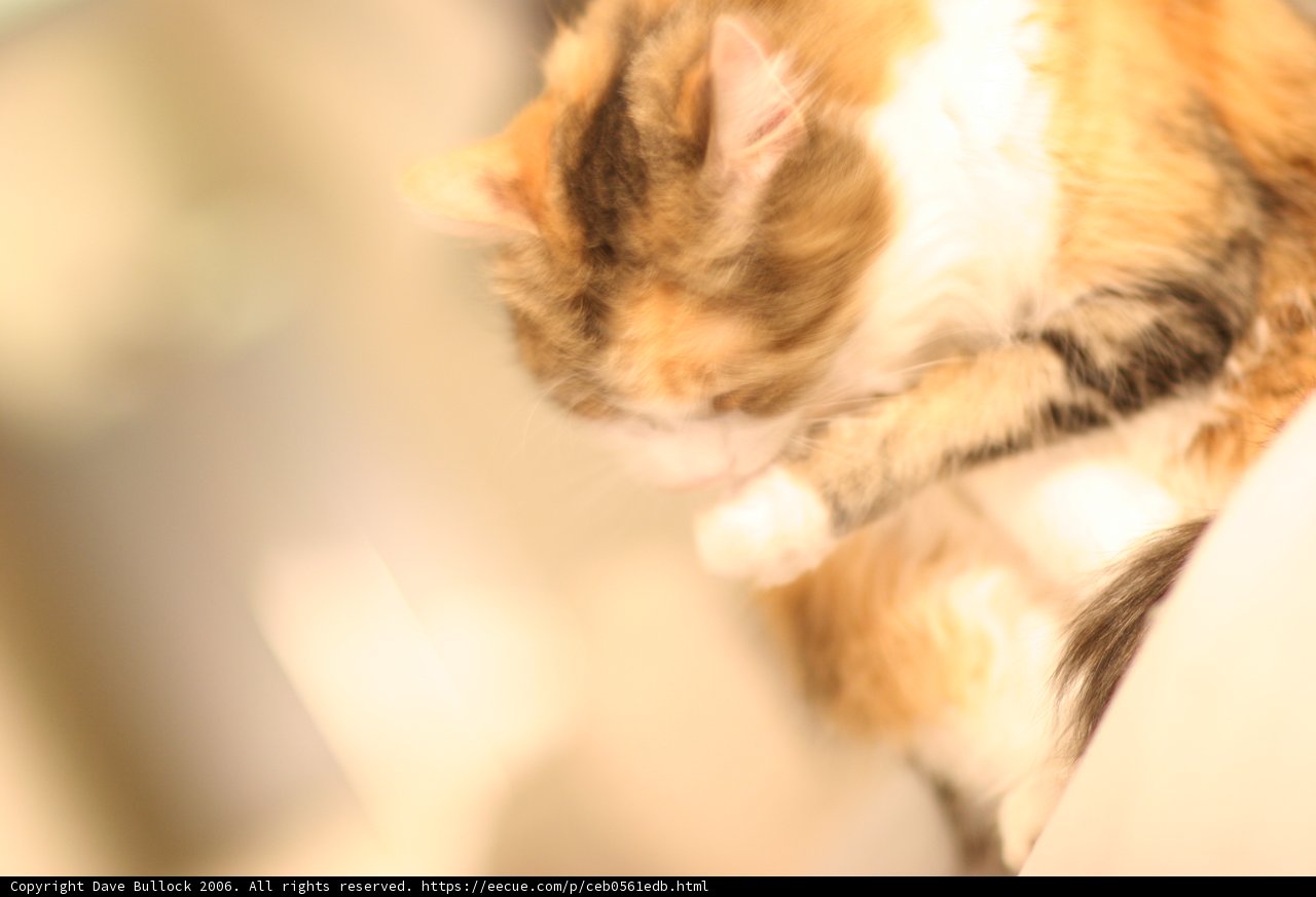 A Cozy Feline Companion