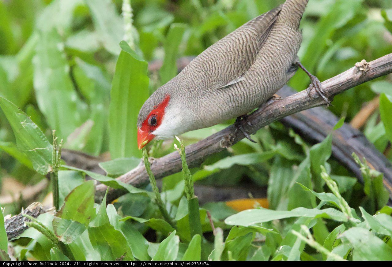 Crimson Crowned: A Finch in Focus at Honolulu Zoo