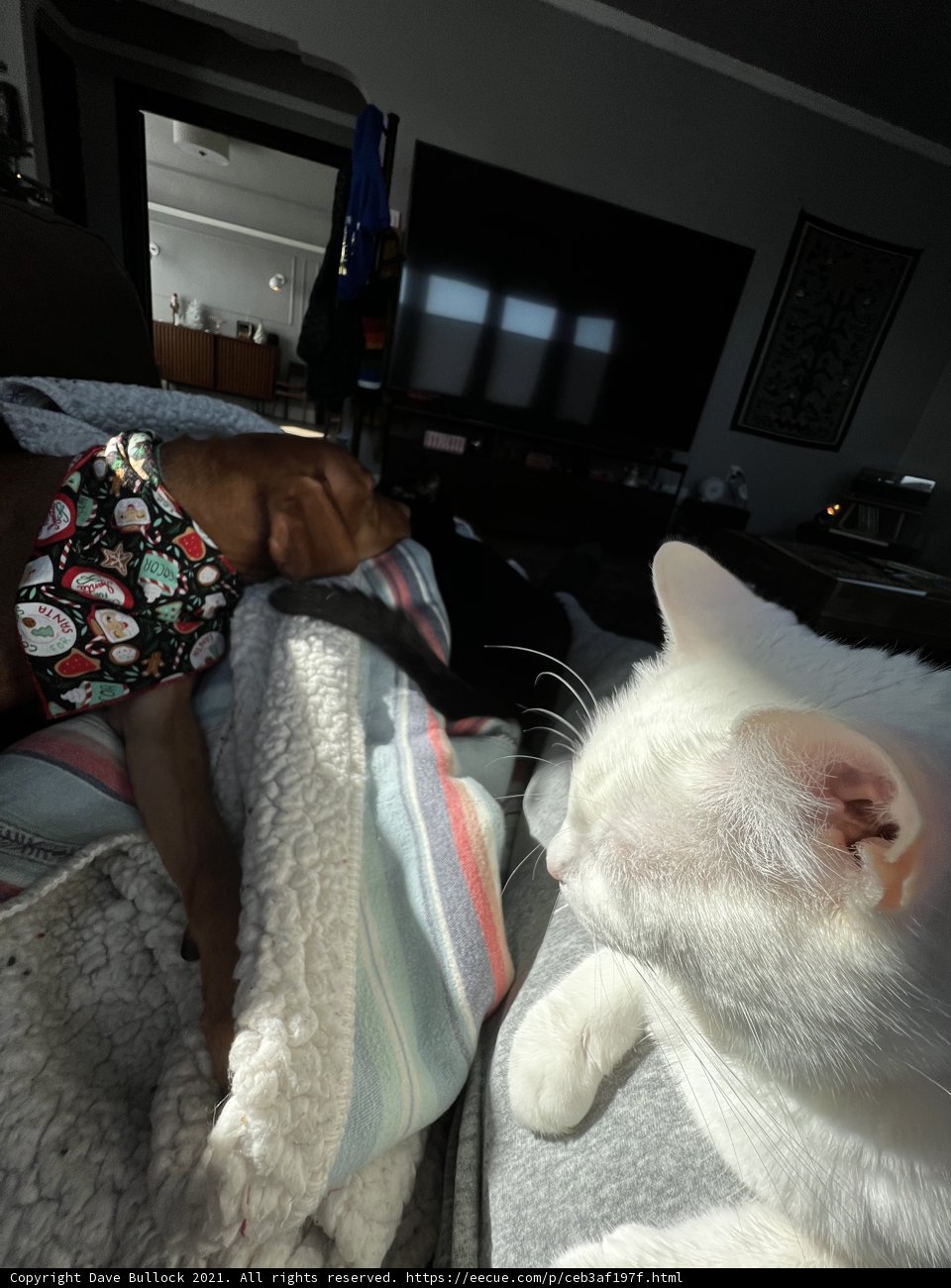 Bed Buddies
