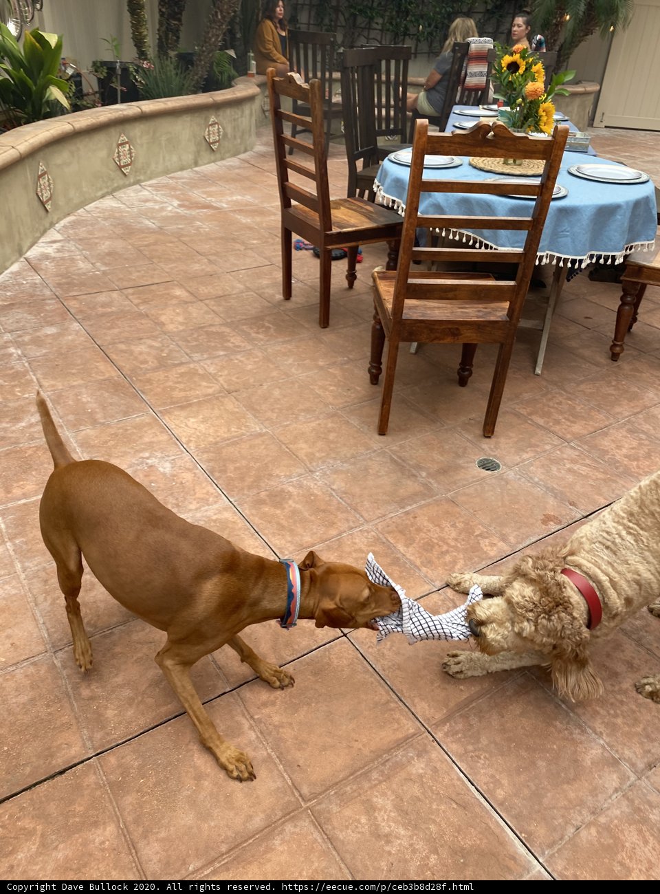 Canine Playtime on a Californian Patio