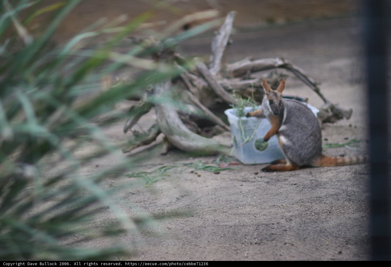 Tiny Mammal by the Bucket