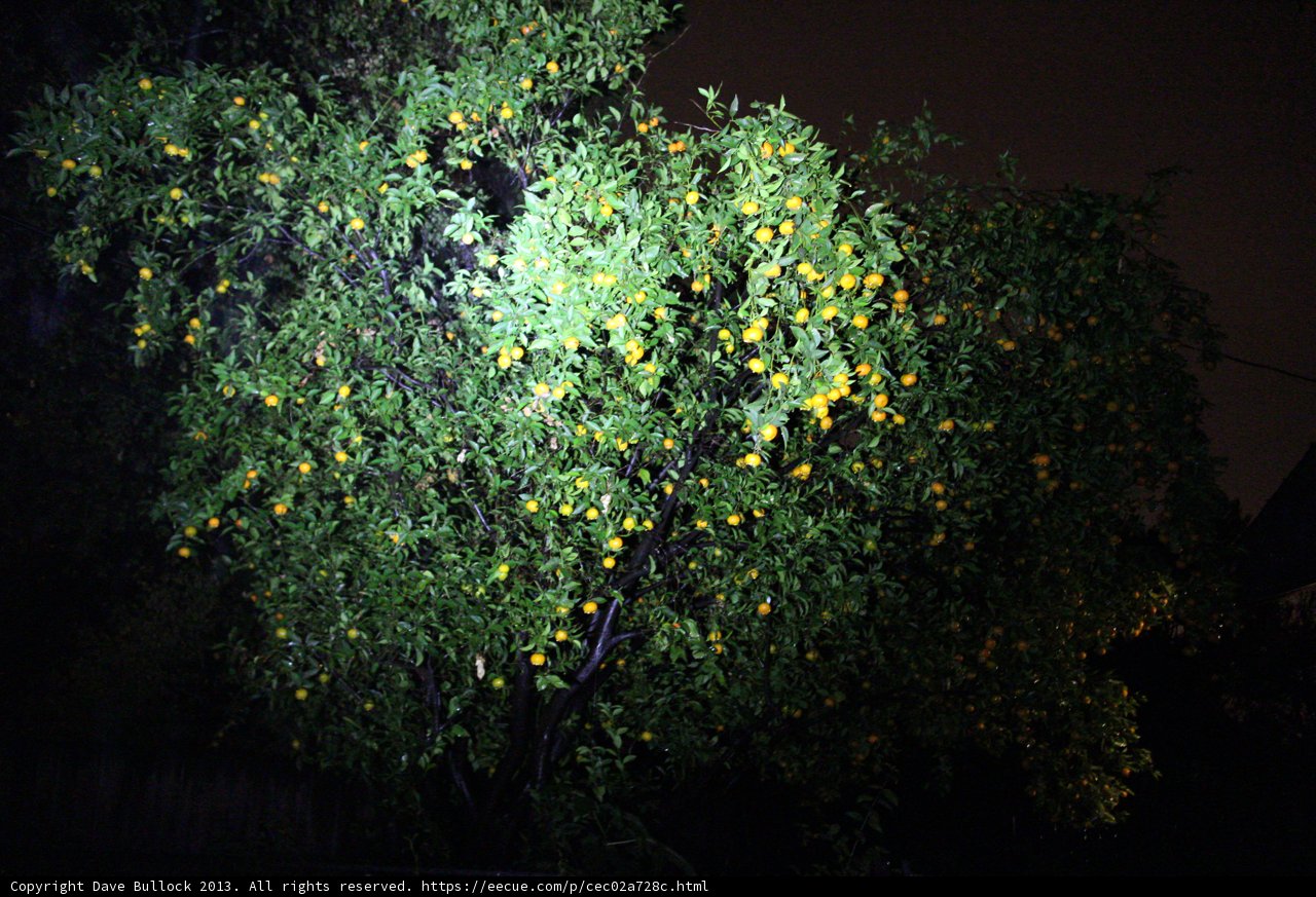 Bountiful Citrus Tree
