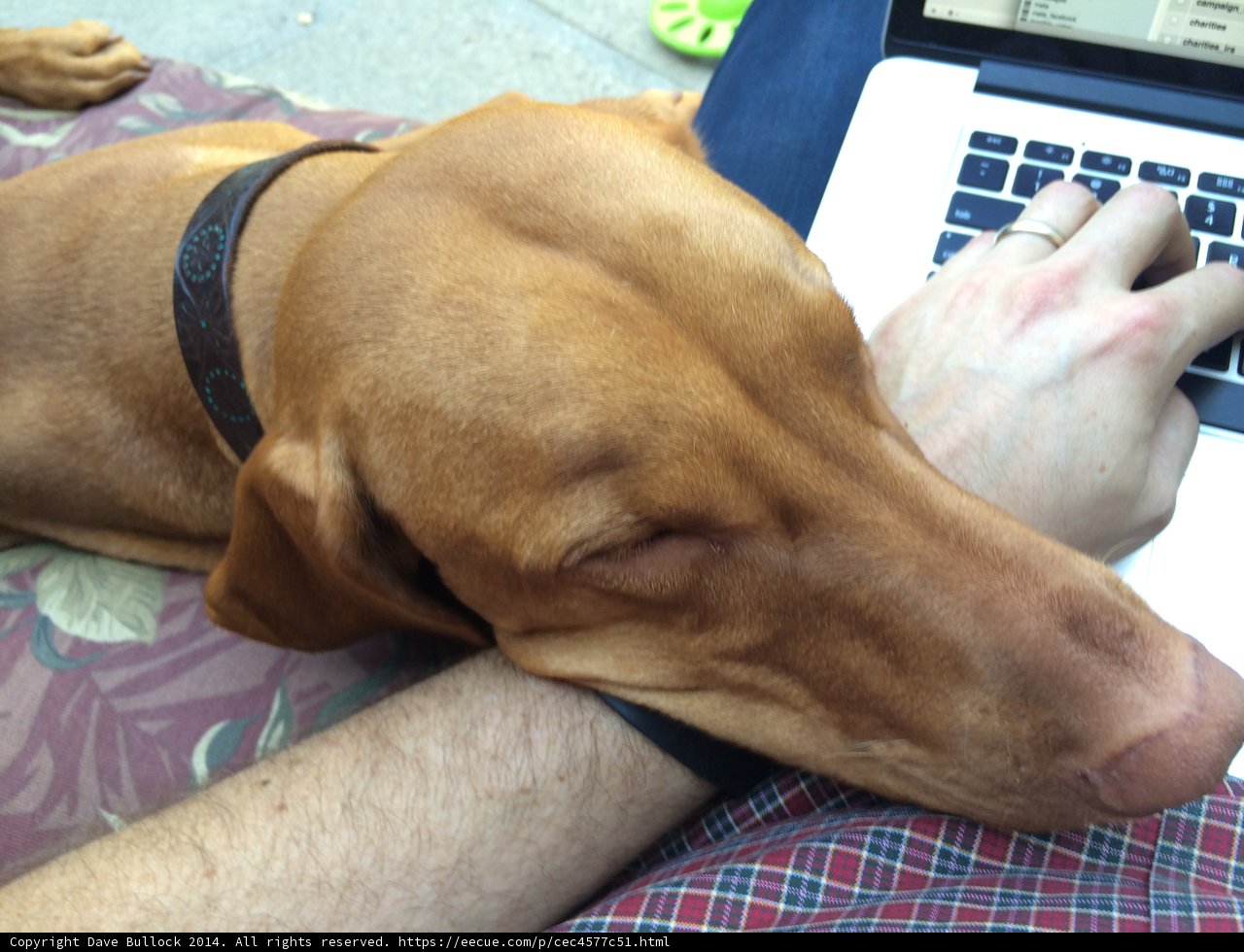 A Relaxing Afternoon with Man's Best Friend