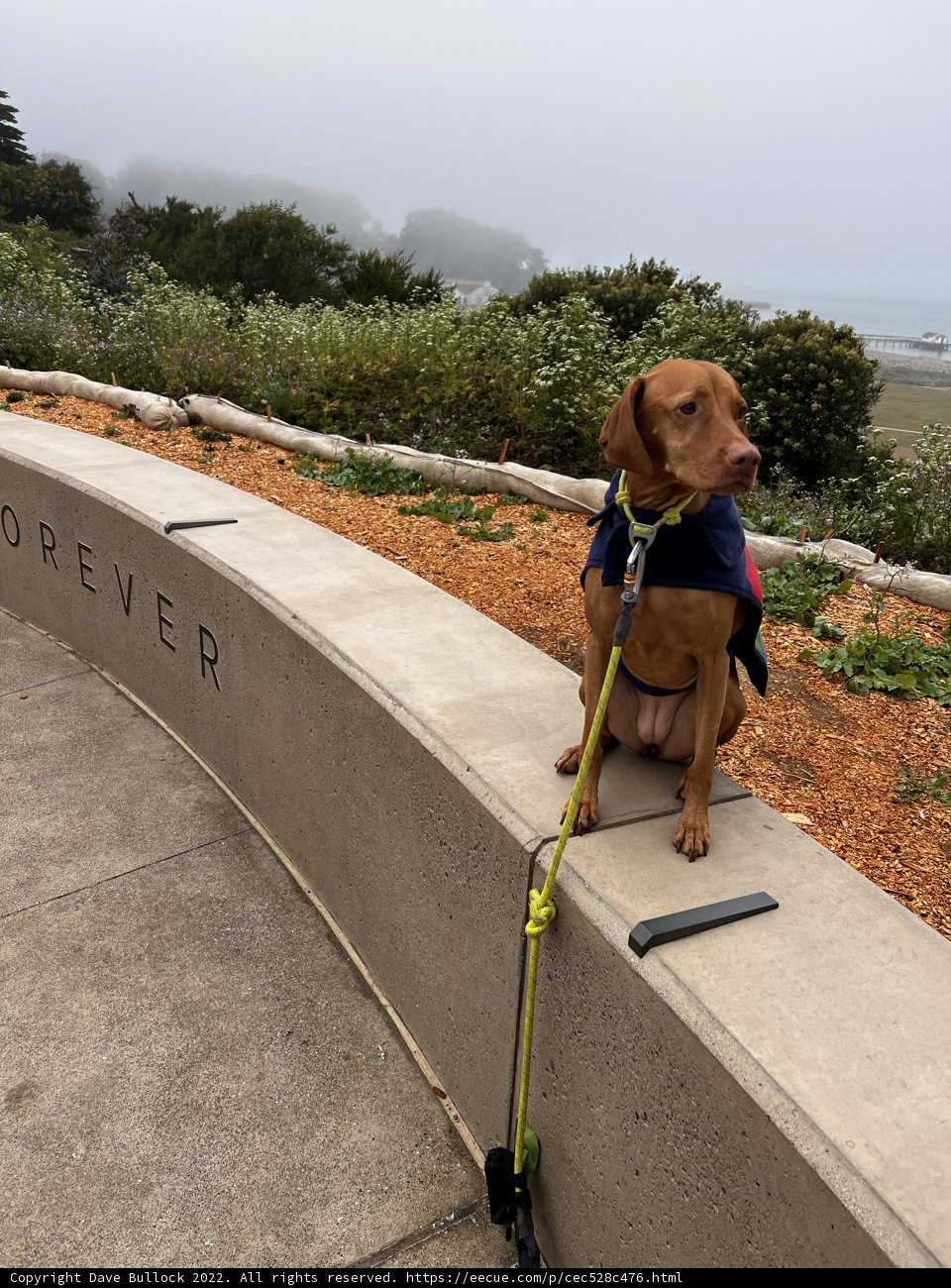 Coastal Companion