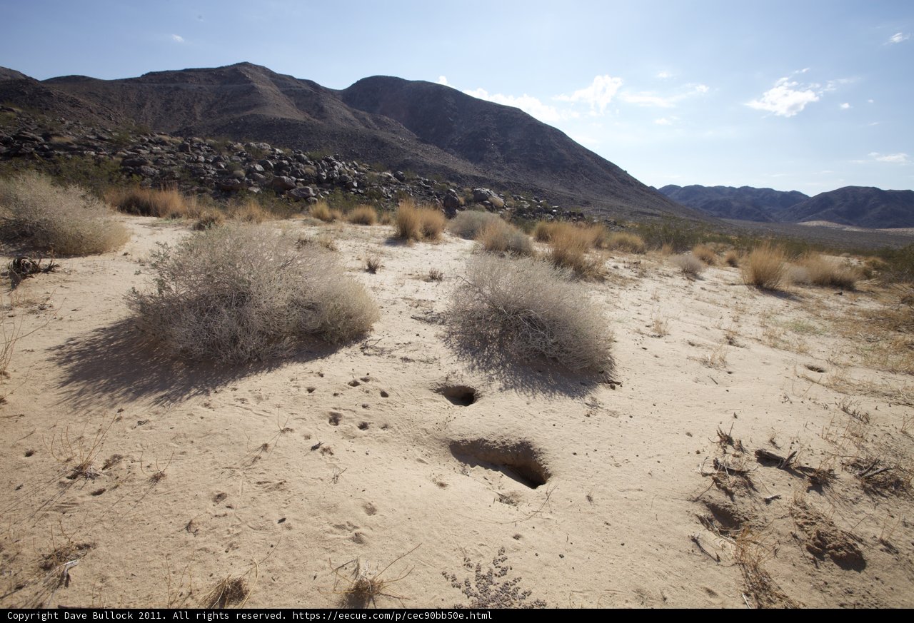 Solitude in the Desert